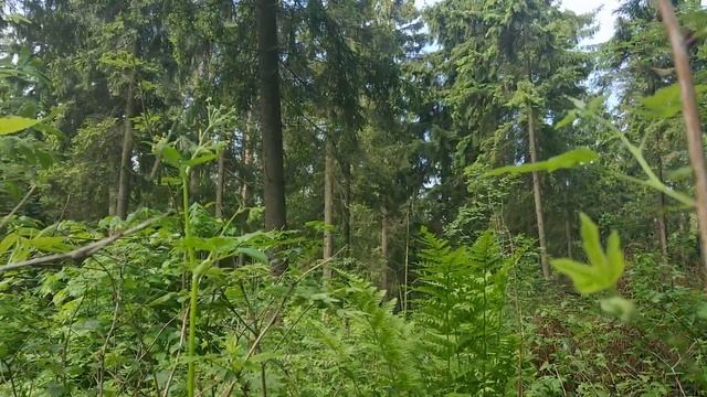 Летний лес. Ландыши. Пение птиц #релакс смотреть онлайн