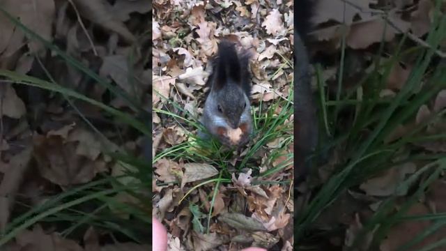 Парк Победы Ставрополь 2 ноября 2021 смотреть онлайн