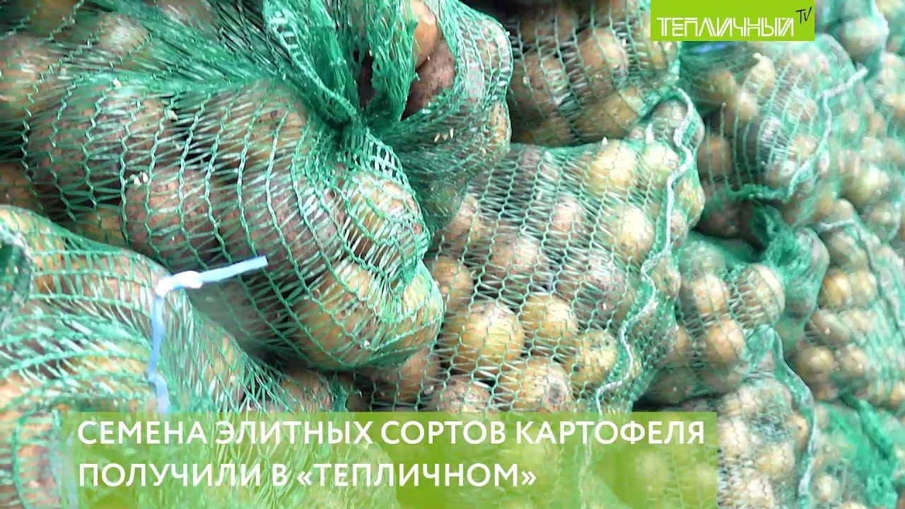 Семена элитных сортов картофеля получили в "Тепличном" смотреть онлайн