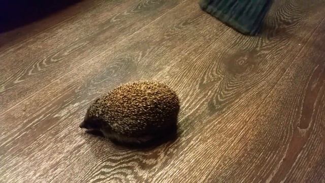 Веник нападает на Ёжика!) [Broom attacks the Hedgehog!] смотреть онлайн