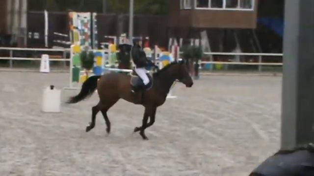 Довгар Продаются спортивные лошади смотреть онлайн