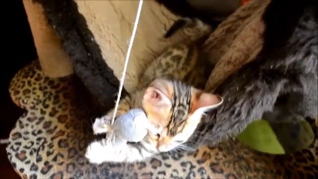 Великолепные бенгалы смотреть онлайн