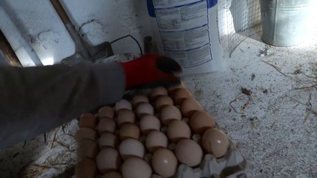 TEREN OGRODZONY !!! - Jaki był koszt ogrodzenia ? *2 kury już na wybiegu* смотреть онлайн