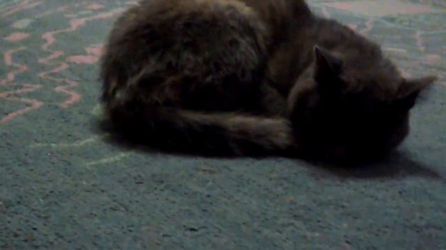 Мой кот Том {1 часть} смотреть онлайн
