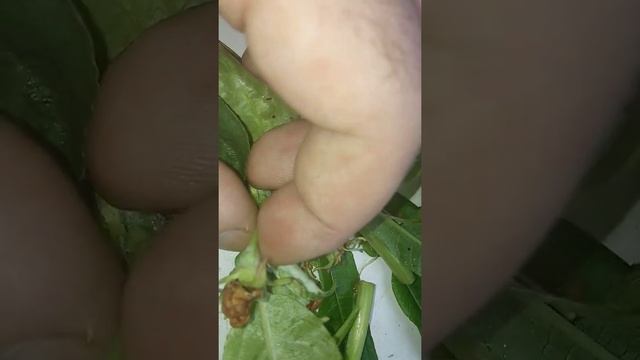 Яблоня опыление бьёт все рекорды в размере опыления сорт Штрифеля крупные цветы.долгоносик тащится смотреть онлайн