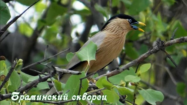 Какие бывают скворцы смотреть онлайн