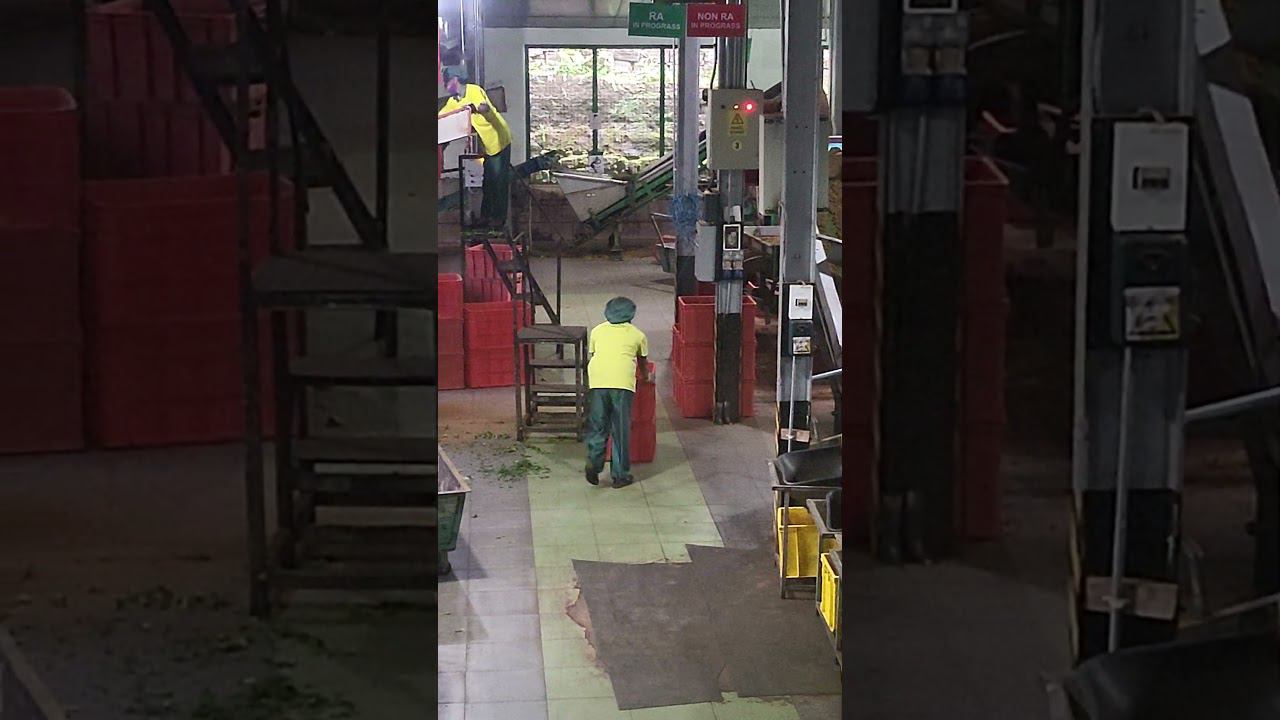 этапы производства легендарного чая Шри-Ланки смотреть онлайн