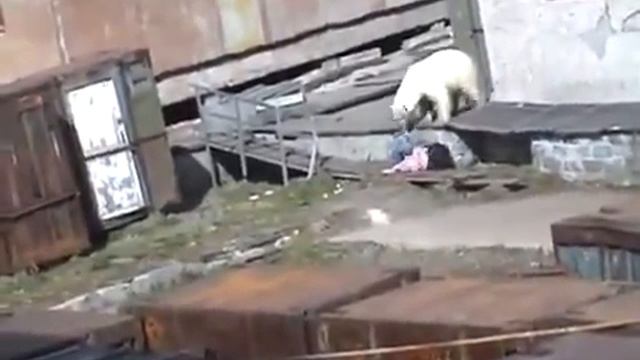 медведь ест человека смотреть онлайн