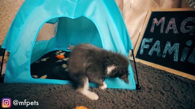 МОЕ ДЕТСТВО! КИСА АЛИСА - МАЛЕНЬКИЙ КОТЕНОК