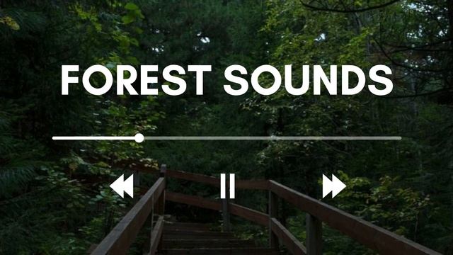 Звуки леса | музыка для расслабления | relax music | forest sounds смотреть онлайн