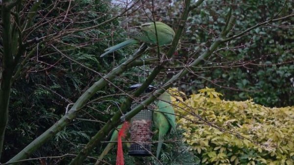 Драка выходцев из Индии в моём cаду !!! Январь 2023. Роттердам. Нидерланды. Sony FDR-AX43 [4K]