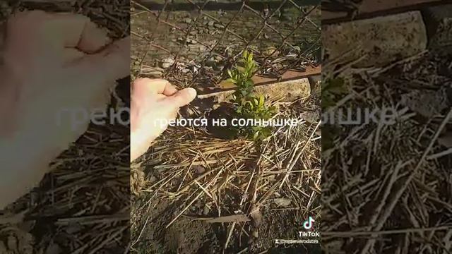 у нас весна, растения кайфуют, цветы вылазят. скоро будет красота смотреть онлайн