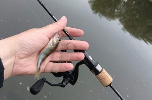 Maximus Legend Nano Jig 17XUL-T 0,3-2g Первая проба