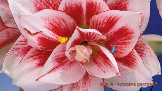 Амариллис махровый Элвас (elvas) ? амариллис Элвас обзор: как сажать луковицы амариллиса Элвас смотреть онлайн