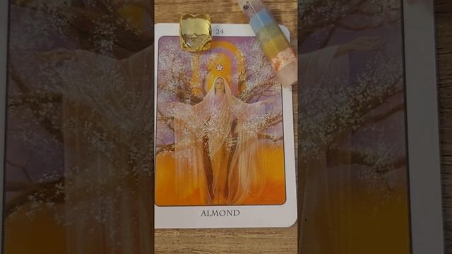 Morning meditation...Tree Angel Oracle смотреть онлайн