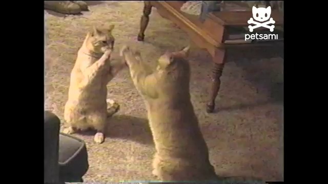 Кошачьи ладушки смотреть онлайн