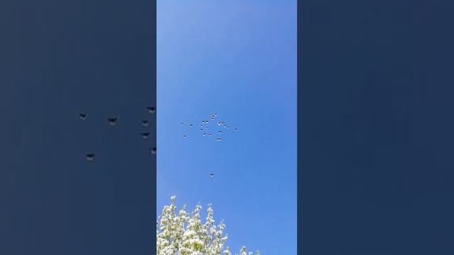 14 мая 2023 г. Николаевские Голуби смотреть онлайн