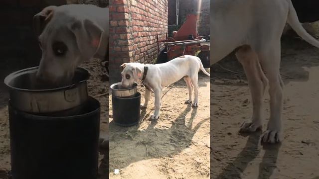 Bully kutta #puppy #Three# Month￼ old #jattgillboy # смотреть онлайн