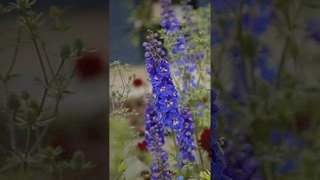 Ландшафтное бюро. Создание цветников, декоративного огорода и зон отдыха для сада. смотреть онлайн