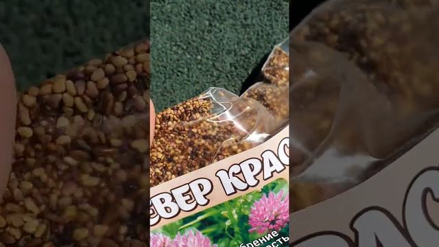 Клевер семена. Сорт Цудоуны. Семена красного клевера смотреть онлайн