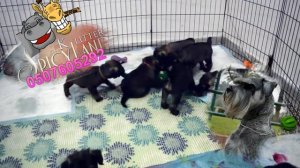 Питомник Спайсиленд предлагает щенков миттельшнауцера