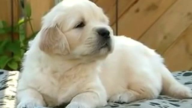 Золотистый ретривер (Golden Retriever) смотреть онлайн