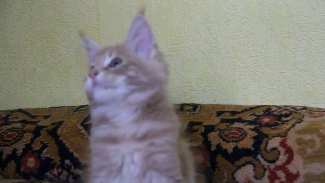 Big Wild Cat мейн кун смотреть онлайн