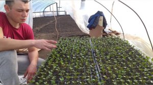 Выращивание ранней капусты