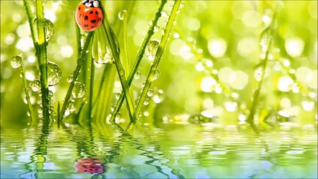 ЛЮБИ СЕБЯ [Ошо, озв. Никошо] смотреть онлайн