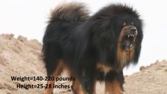 Top 10 Best and Biggest Guard Dogs in the World 2013 смотреть онлайн