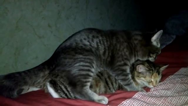 Вязка кошек смотреть онлайн