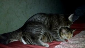 Вязка кошек