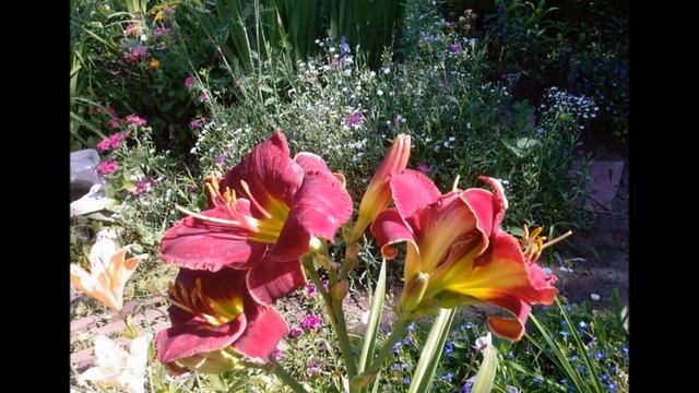 Лилейники. Daylily, Hemerocallis. Сергей Чекалин. Very beautiful music. смотреть онлайн