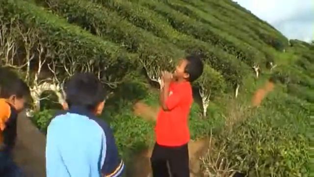 Cameron Highland Part1b смотреть онлайн