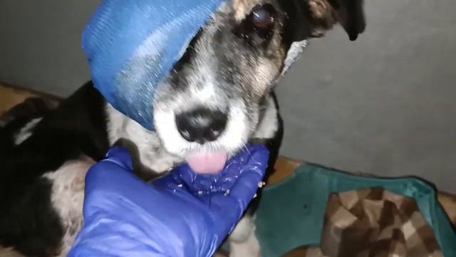 Тбилиси 🇬🇪 Приют Тамаза Элизбарашвили Онкология Химиотерапия Paypal : Elizbarashvilidog@yahoo.com смотреть онлайн