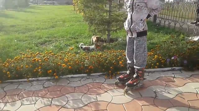 Понаблюдаем за щенками смотреть онлайн