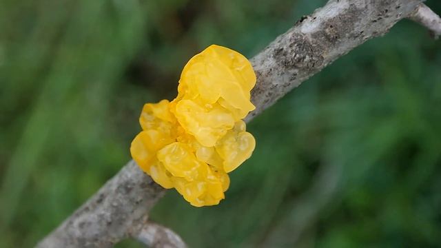 Wild Mushroom Hunting Tremella mesenterica or Witches Butter Jelly Fungus смотреть онлайн