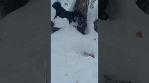 Русско европейская лайка