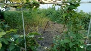 Ежевика гигант. Уход летом обязателен.