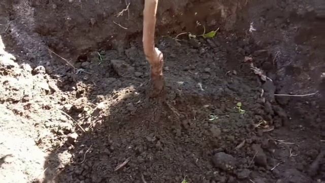 Посадка саженца абрикосы осенью смотреть онлайн