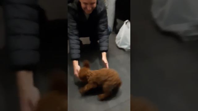 Пудель Той 