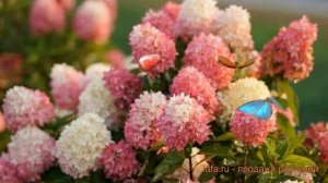 Гортензия метельчатая Тач оф Пинк ? обзор: как сажать, саженцы гортензии Тач оф Пинк