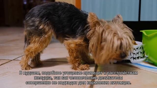 Как научить собаку выполнять команды? смотреть онлайн