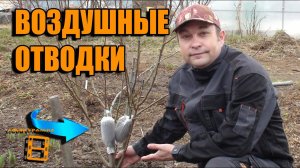 ВОЗДУШНЫЕ ОТВОДКИ - СУПЕР СПОСОБ УКОРЕНЕНИЯ ЧЕРЕНКОВ СПОСОБ №2. ЛУЧШИЙ СПОСОБ РАЗМНОЖЕНИЯ ДЕРЕВЬЕВ