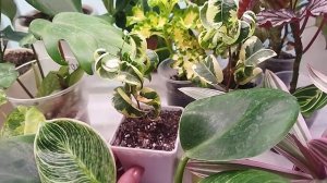 Комнатные цветы ???/ Обзор цветов на стеллаже ??