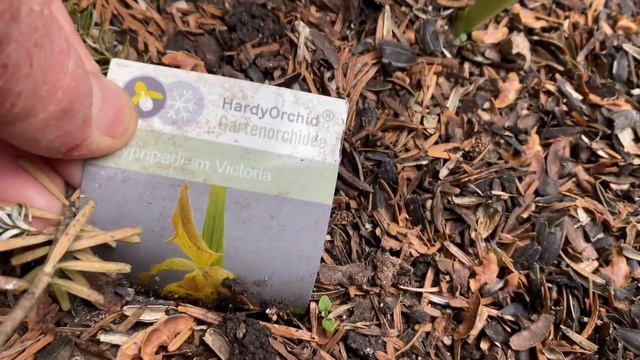 Башмачок садовый corrugatum (cypripedium corrugatum) смотреть онлайн