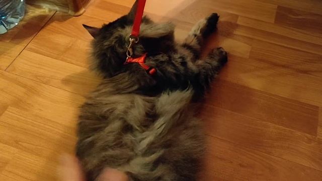 Надели впервые поводок на кошку смотреть онлайн