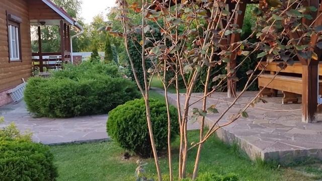 НАШЕСТВИЕ ЩИТОВКИ: в чём причина и как спасти кустарник. смотреть онлайн