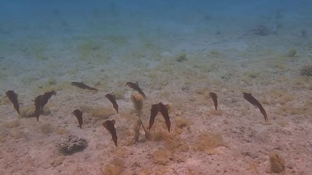 стая кальмаров у отеля Пирамиса Сахл Хашиш смотреть онлайн