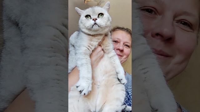 Мейн кун. Семья кота Джокера. Наша плюшечка, кошечка Сирена. Ей 12 лет. Порода Британка. смотреть онлайн